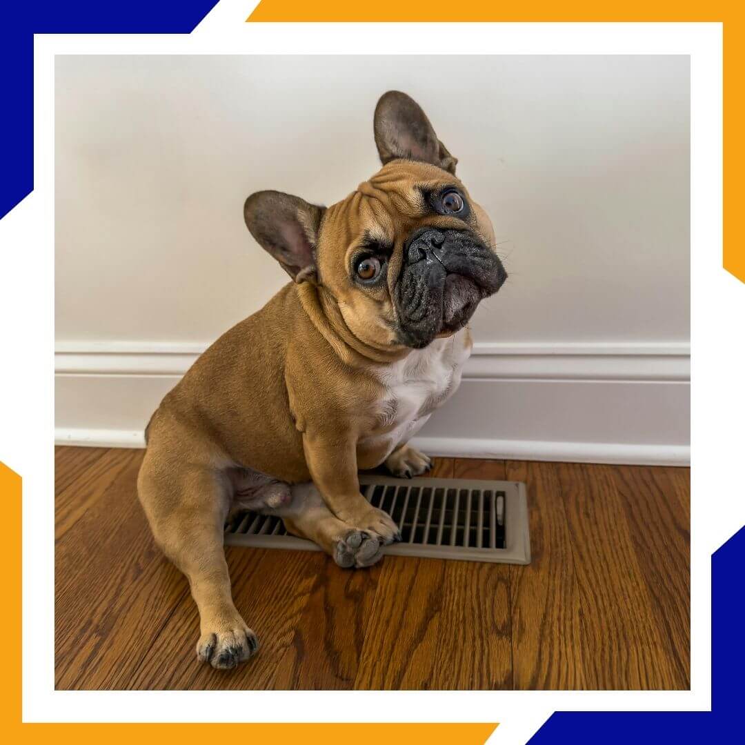dog sitting on heat vent